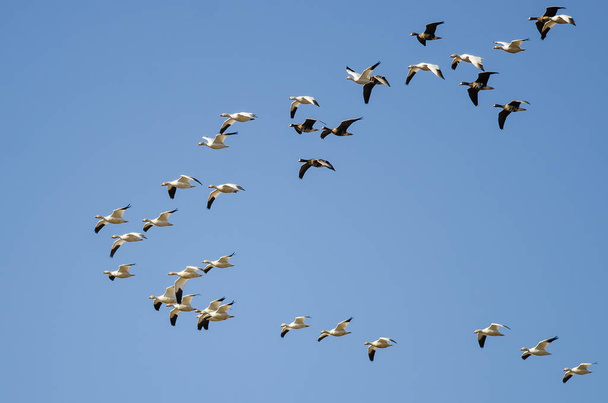 Большие белолобые гуси летают среди снежных гусей
 - Фото, изображение
