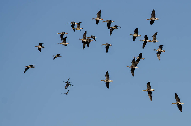 Parvi valkoisia hanhia lentämässä sinisellä taivaalla
 - Valokuva, kuva
