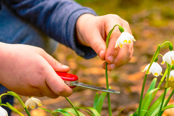 El niño sosteniendo un cuchillo rojo corta flores legalmente protegidas.
 - Foto, imagen