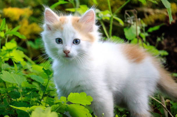 weiße Kätzchen mit roten Ohren im Gras, Sommertag im Freien - Foto, Bild