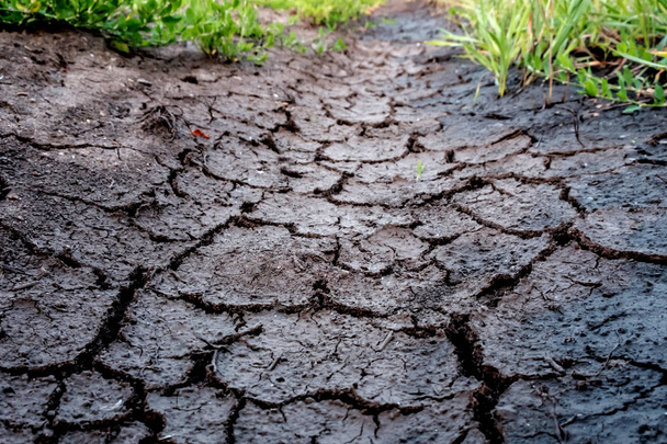 pęknięty ziemi susza, w trawa tło - Zdjęcie, obraz