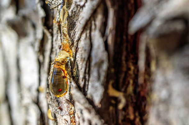 bir ağaç, iğne yapraklı ağaç kabuğu üzerinde turuncu reçine - Fotoğraf, Görsel