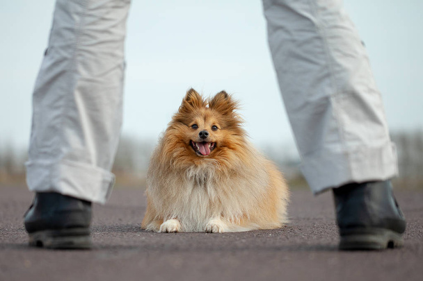 Entrenador de perros alemán trabaja con un perro pastor de hoja
 - Foto, Imagen