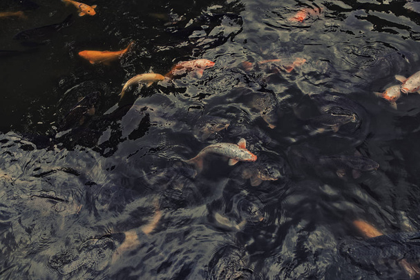 Koi Carp in the water - Foto, imagen