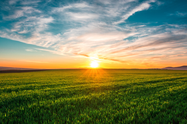 Весенний пейзаж с пшеничным полем и облаками
 - Фото, изображение