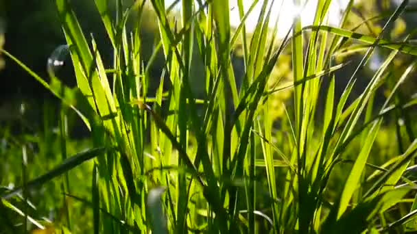 緑の草の映像マクロ太陽が輝いて、葉春の美しい背景。ビデオの停止する静的なカメラ. - 映像、動画
