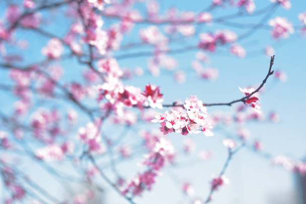 Pink spring flowers, blue sky. Springtime. Spring blossom background. Beautiful nature scene with blooming tree and sun flare. Sunny day. Beautiful Orchard. Abstract blurred background.  - Photo, image