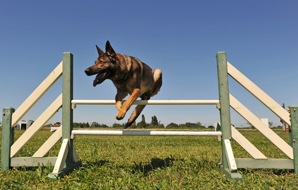 Saltando pastor alemán
 - Foto, imagen