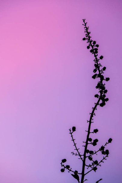 Bando de vagens e sementes de árvores de bungor e cores da noite
 - Foto, Imagem