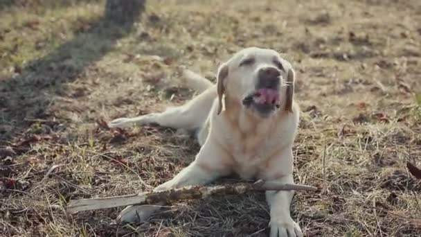 Περπατήστε με ένα σκυλί στο δάσος άνοιξη - Πλάνα, βίντεο