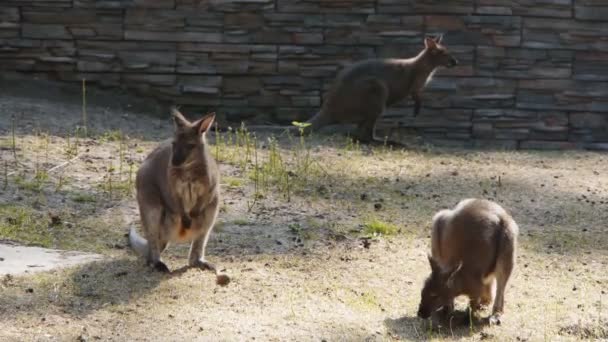 Red Kangaroo in the zoo - Filmmaterial, Video