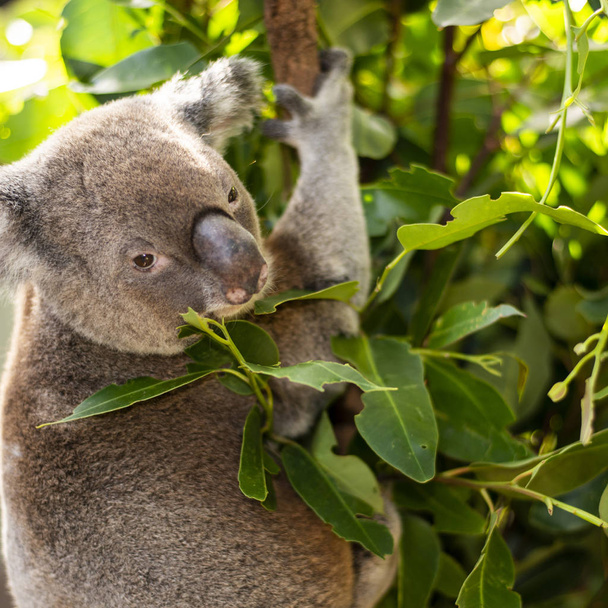 Carino australiano Koala riposo durante il giorno
. - Foto, immagini