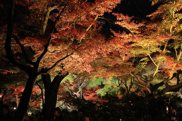 una temporada de otoño de noche kodaiji
  - Foto, Imagen