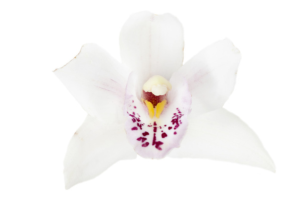 fehér virág - Fotó, kép
