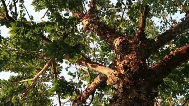Bizarre hledá strom s listového kůra. Pterocarpus macrocarpus také známý jako Barma padauk. - Záběry, video