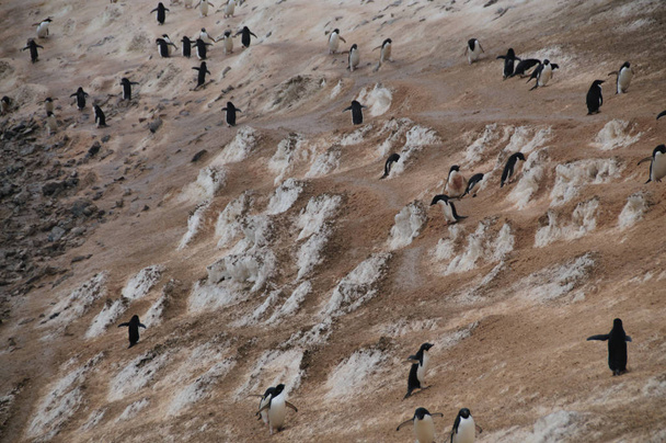 Carretera del Pingüino en la Isla Paulet
 - Foto, Imagen