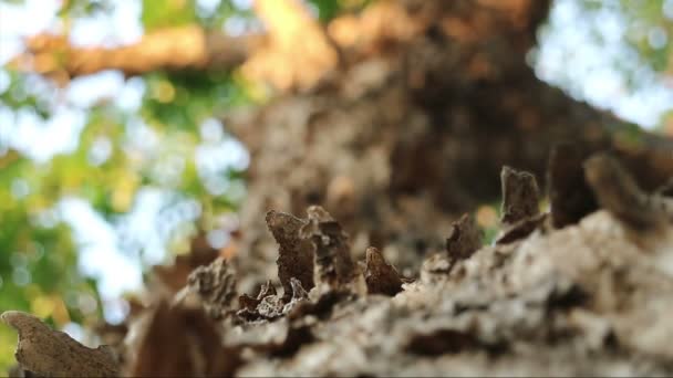 フレーク状の樹皮の皮をむくの木の極端なクローズ アップ。ナーラ ハザクラキブシとして知られているビルマ パダウ. - 映像、動画