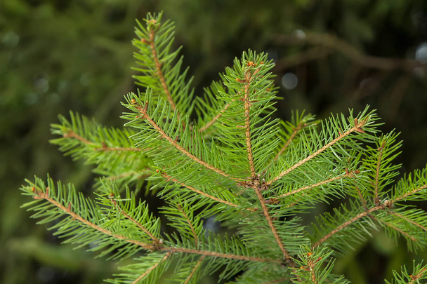 green fir tree branch closeup on a background of spruce forests - Foto, Imagem