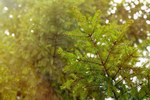 green spruce branch close-up in the sun against the background of spruce forests - Foto, Imagen