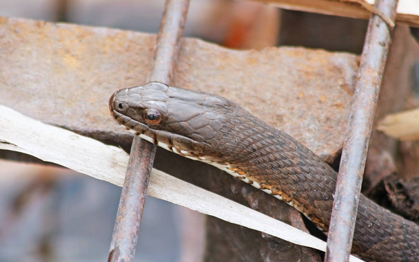 EAU Serpent glissant à travers une grille métallique rouillée
  - Photo, image