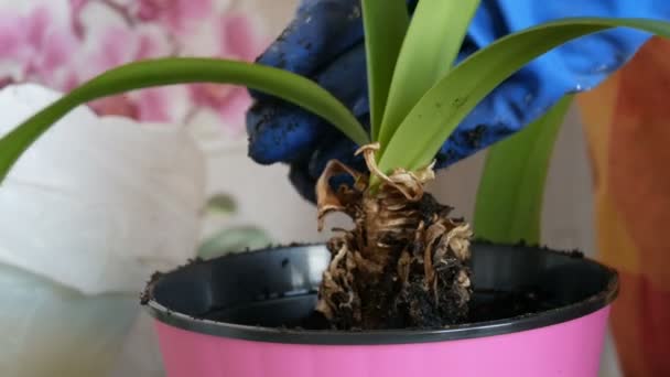 The woman transplants indoor flowers into new flower pots. The Great bulb Root of the Home Flower - Séquence, vidéo