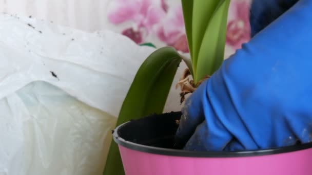 The woman transplants the indoor lily flowers into new multi-colored flower pots - Footage, Video