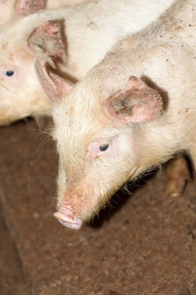 portret van een varken op een boerderij - Foto, afbeelding