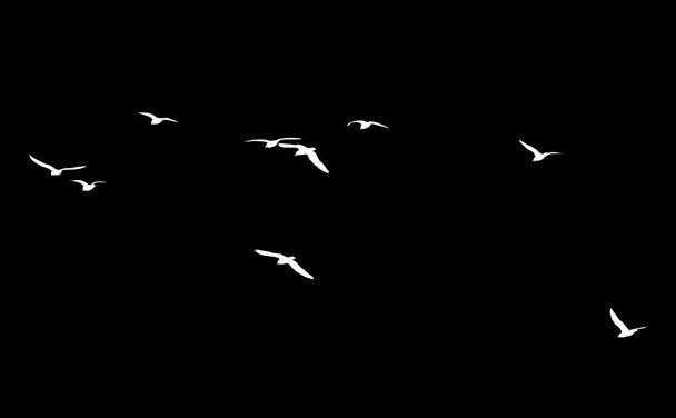 a flock of birds on a black background - Foto, Imagem