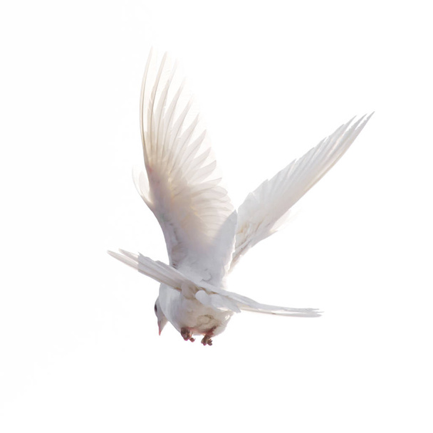 A free flying white dove isolated on a white background - Foto, Bild