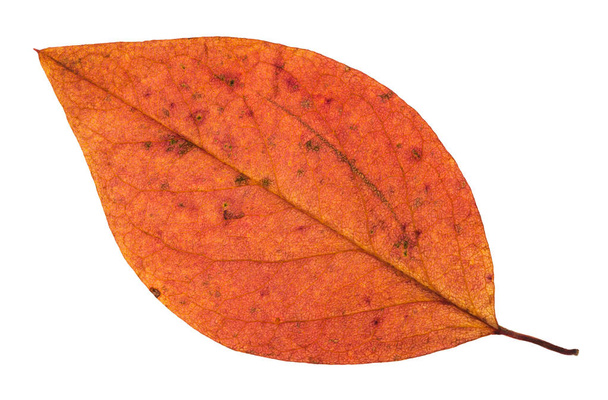 κόκκινο πεσμένο Φθινοπωρινό φύλλο της μηλιάς απομονωμένες - Φωτογραφία, εικόνα