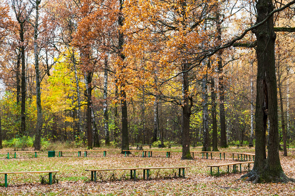 oaks near recreation area in urban park in autumn - Photo, Image