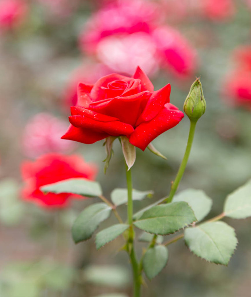 beautiful rose in nature - Zdjęcie, obraz