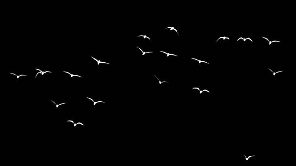 σιλουέτα σμήνους πτηνών σε μαύρο φόντο - Φωτογραφία, εικόνα