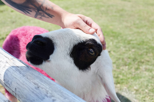 Authentic close-up shot of a man giving the sheep a stroke. Brutal male arm with interesting tattoo touching tenderly head of unique colorful animal. Love, togetherness, human and nature concept. - Photo, Image