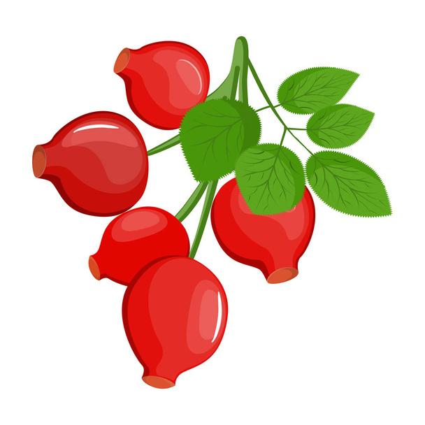 A branch of red ripe dog rose with leafs, Rosa canina fruit- line drawing, isolated, colored, icon - Vector, imagen