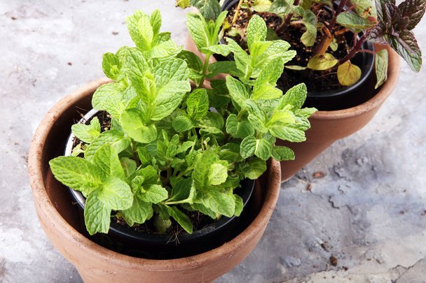 Homegrown and aromatic herb mint in old clay pot. - Photo, Image