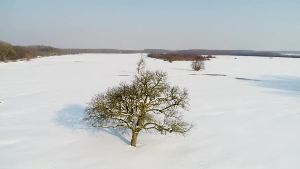 letecké video, zasněžená krajina se stromem - Záběry, video