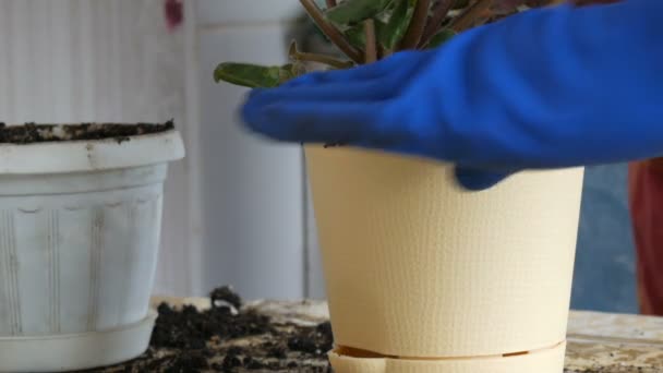 A woman in the spring transplants indoor flowers from old flower pots to new - Footage, Video