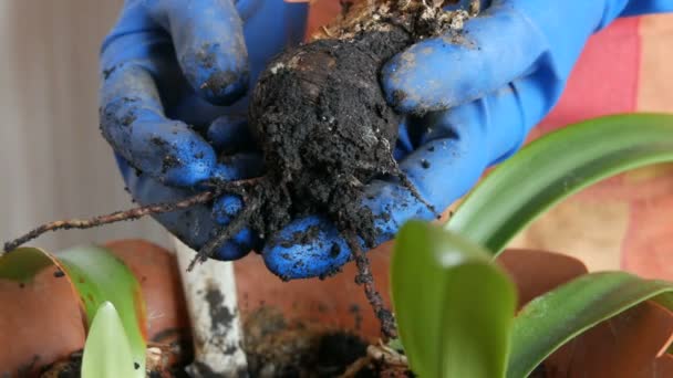 The woman transplants indoor flowers into new flower pots. The Great bulb Root of the Home Flower - Video, Çekim