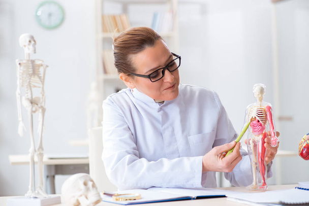Woman doctor studying human skeleton - Fotoğraf, Görsel