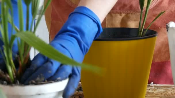 A woman transplants room date palms into new flower pots - Footage, Video