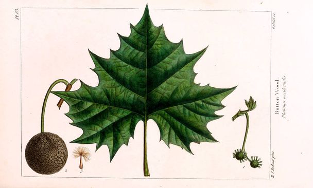 The North American sylva; or, A description of the forest trees of the United States, Canada, and Nova Scotia - Photo, Image