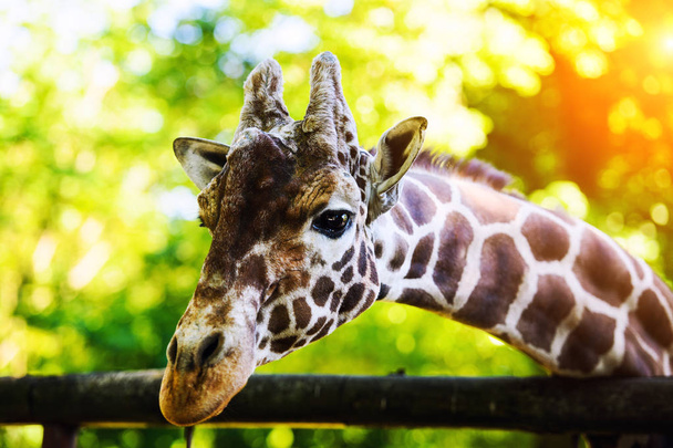scenic view of cute giraffe at nature - Zdjęcie, obraz
