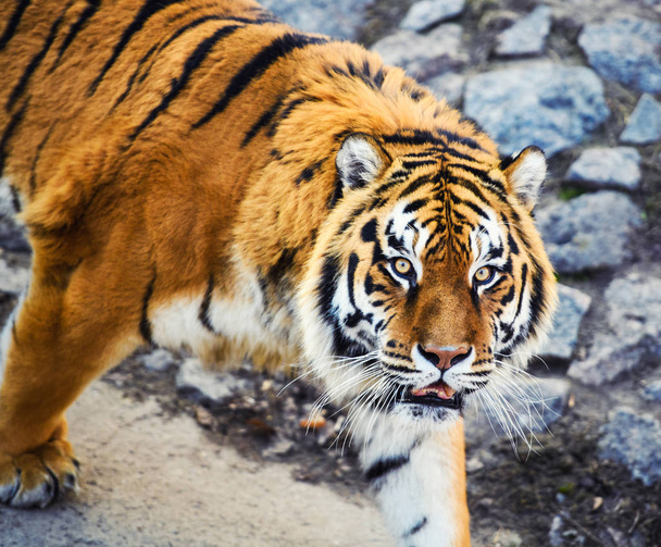 Beautiful Amur tiger on background - Foto, Imagen