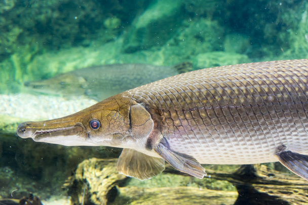 Arapaima gigas, known also as pirarucu, is a species of arapaima - Photo, Image