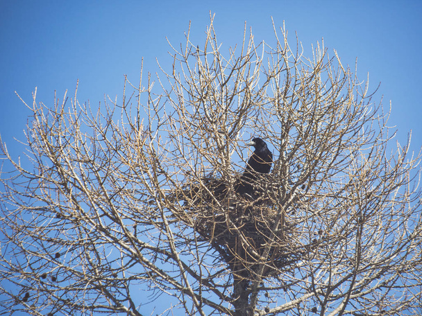 Rook in nest on tree. - Photo, Image