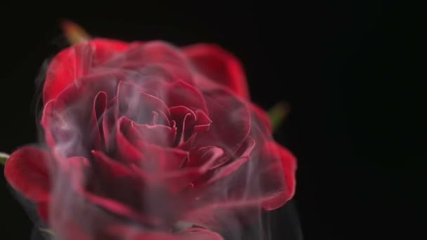 Egy gyönyörű Rózsa, füst - Felvétel, videó