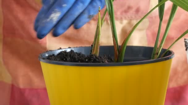 Uma mulher transplantes palmeiras data sala em vasos de flores novos
 - Filmagem, Vídeo