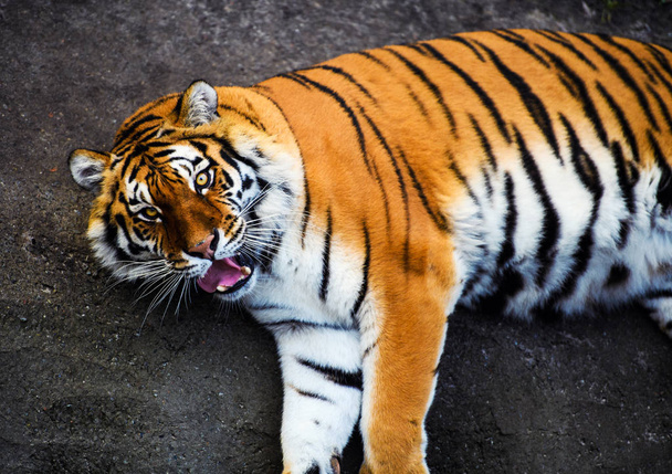 Beautiful amur tiger portrait - 写真・画像
