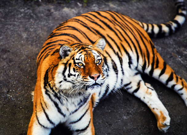 Beautiful amur tiger portrait - Valokuva, kuva